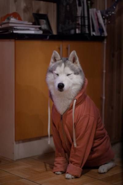 Фото-приколы и картинки для настроения (29 шт) Фото-приколы и картинки для настроения (29 шт)