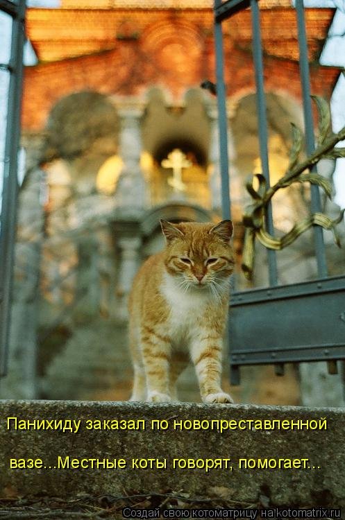 Новая котоматрица для всех (33 фото) Новая котоматрица для всех (33 фото)