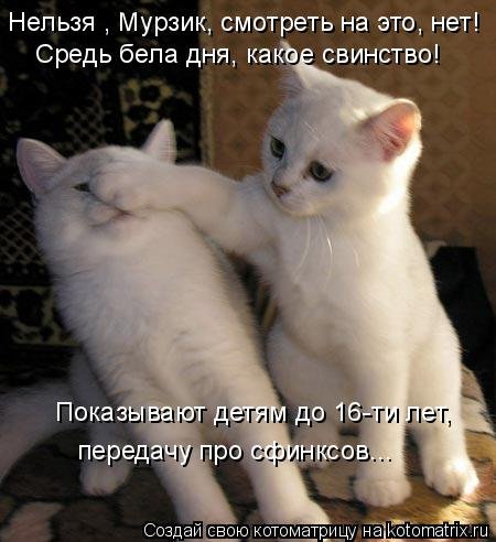 Новая котоматрица для всех (33 фото) Новая котоматрица для всех (33 фото)