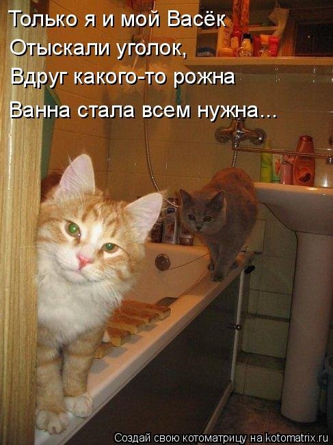 Новая котоматрица для всех (33 фото) Новая котоматрица для всех (33 фото)