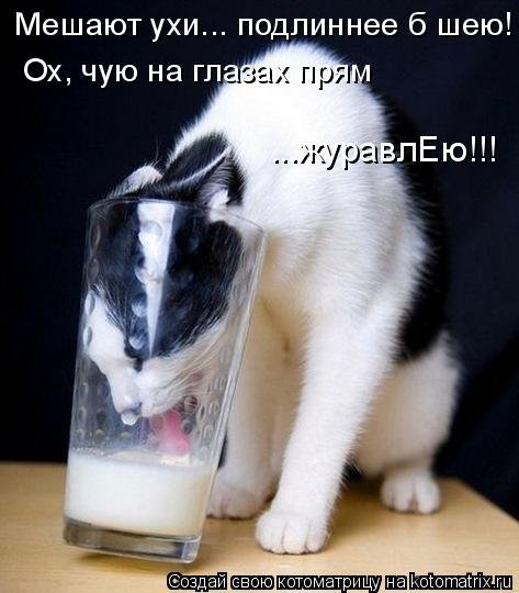 Новая котоматрица для всех (33 фото) Новая котоматрица для всех (33 фото)