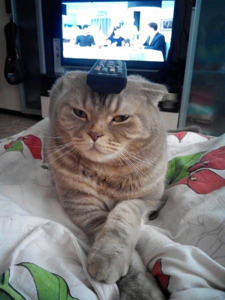 Пост прикольных картинок и фоток (42 шт) Пост прикольных картинок и фоток (42 шт)