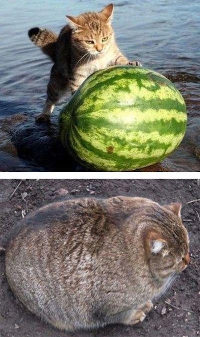 Снова прикольные картинки и фото (38 шт) Снова прикольные картинки и фото (38 шт)