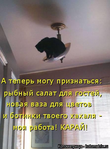 Свежая котоматрица для улыбок (32 фото) Свежая котоматрица для улыбок (32 фото)