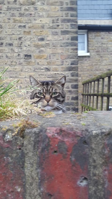 Котейки что-то замышляют (16 фото) Котейки что-то замышляют (16 фото)