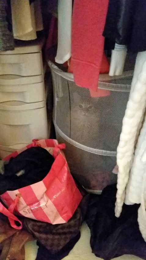 Котейки что-то замышляют (16 фото) Котейки что-то замышляют (16 фото)