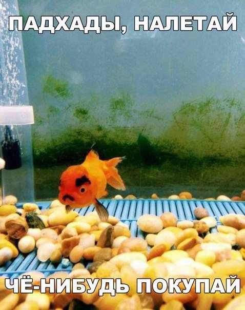 Прикольные фотомемы на Бугаге (26 шт) Прикольные фотомемы на Бугаге (26 шт)