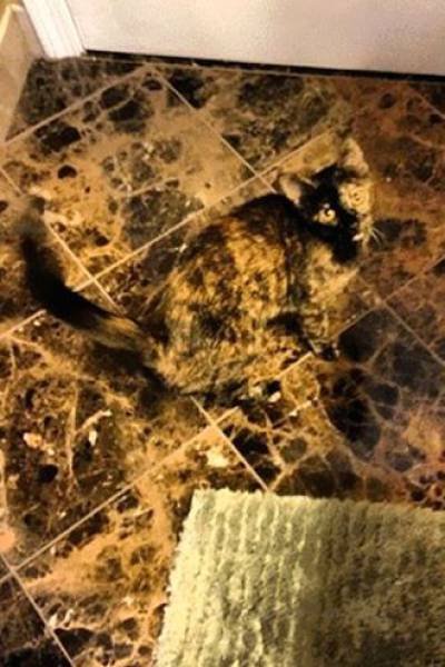 Забавные сходства и совпадения (25 фото) Забавные сходства и совпадения (25 фото)