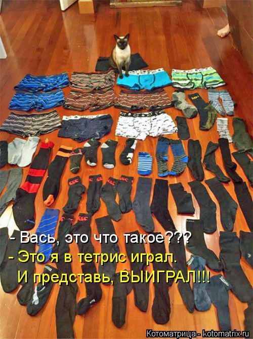 Свежая котоматрица (37 фото) Свежая котоматрица (37 фото)