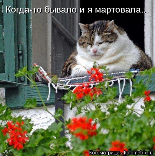 Свежая котоматрица (37 фото) Свежая котоматрица (37 фото)