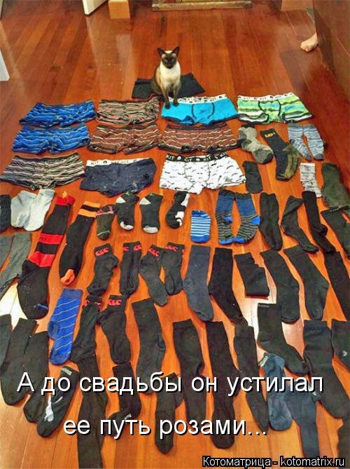 Свежая котоматрица (37 фото) Свежая котоматрица (37 фото)