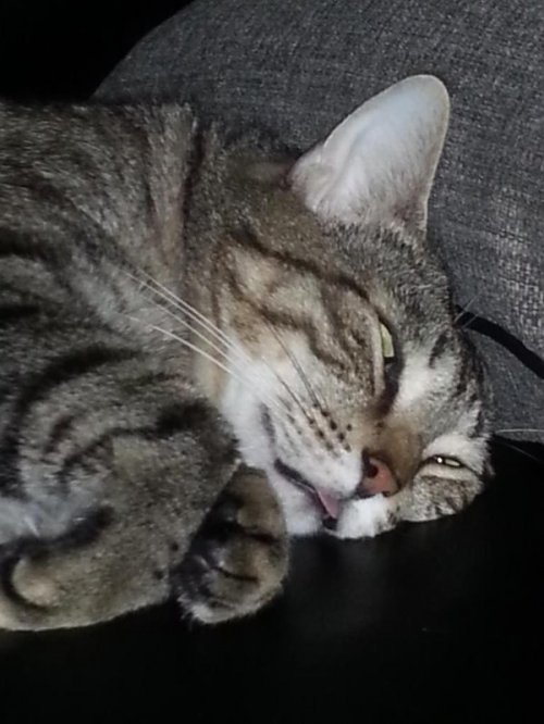 Смешные спящие кошки (17 фото)