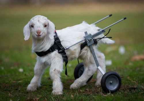 Топ-10: Очаровательные животные в инвалидных колясках