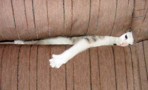 Смешные кошки, которые явно не знают, как пользоваться диваном (10 фото)