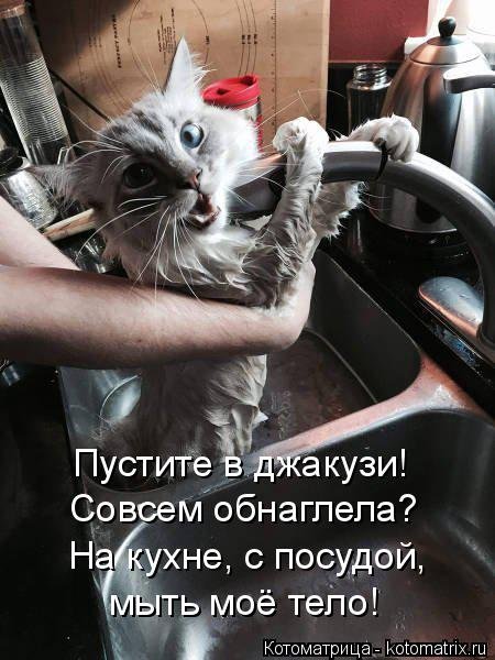 Свежая котоматрица (38 фото) Свежая котоматрица (38 фото)