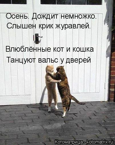 Свежая котоматрица (38 фото) Свежая котоматрица (38 фото)