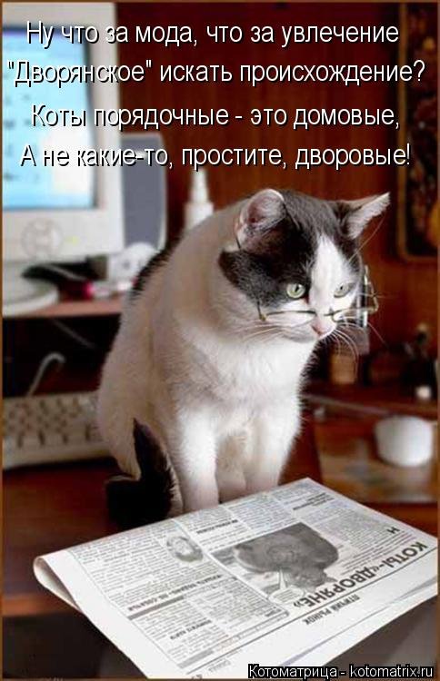 Свежая котоматрица (38 фото) Свежая котоматрица (38 фото)