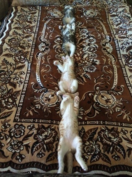 Фотографии с кошками для настоящих перфекционистов (34 фото) Фотографии с кошками для настоящих перфекционистов (34 фото)