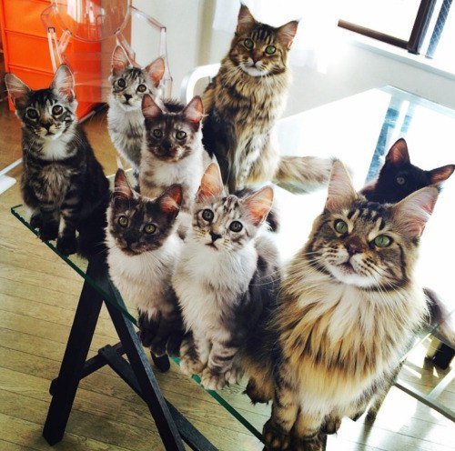 Фотографии с кошками для настоящих перфекционистов (34 фото) Фотографии с кошками для настоящих перфекционистов (34 фото)