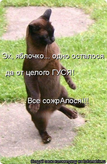 Новая котоматрица для всех и каждого (30 фото) Новая котоматрица для всех и каждого (30 фото)