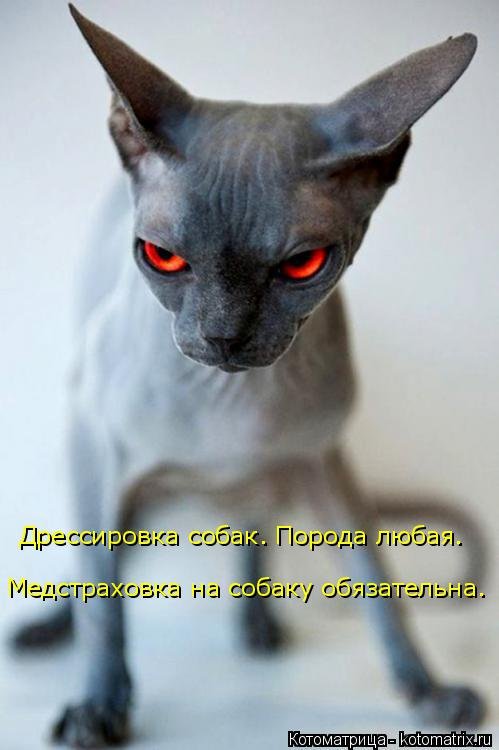 Новая котоматрица для всех и каждого (30 фото) Новая котоматрица для всех и каждого (30 фото)