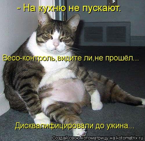 Новая котоматрица для всех и каждого (30 фото) Новая котоматрица для всех и каждого (30 фото)