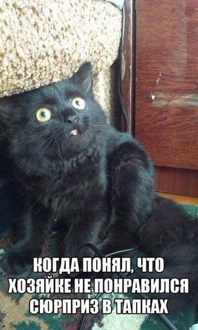 Прикольные картинки среды (48 шт) Прикольные картинки среды (48 шт)