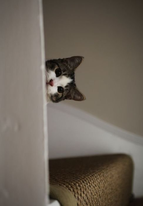 Забавные кошки, которым интересно, чем это вы там занимаетесь (24 фото) Забавные кошки, которым интересно, чем это вы там занимаетесь (24 фото)