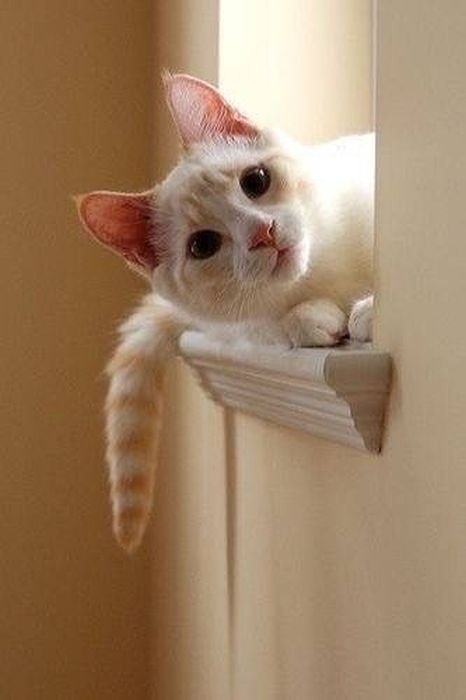 Забавные кошки, которым интересно, чем это вы там занимаетесь (24 фото) Забавные кошки, которым интересно, чем это вы там занимаетесь (24 фото)