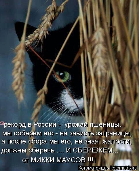 Новая котоматрица для всех (34 фото) Новая котоматрица для всех (34 фото)