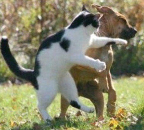 Боевые кошки (10 фото) Боевые кошки (10 фото)