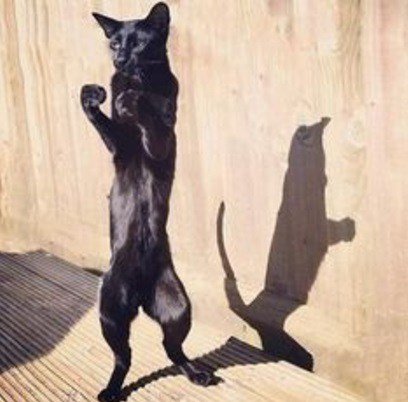 Боевые кошки (10 фото) Боевые кошки (10 фото)