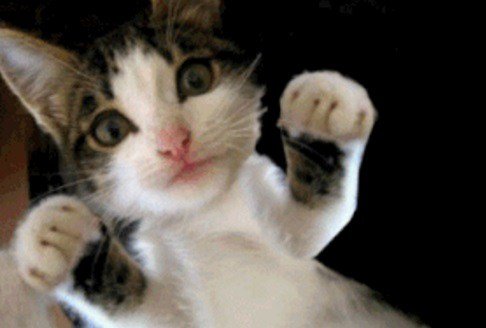 Боевые кошки (10 фото) Боевые кошки (10 фото)