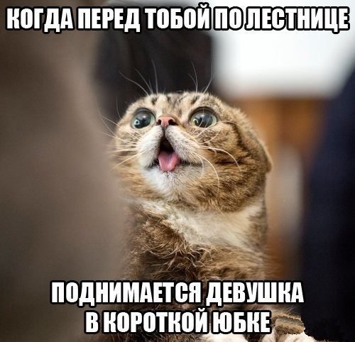 Коллекция мемов (30 шт) Коллекция мемов (30 шт)