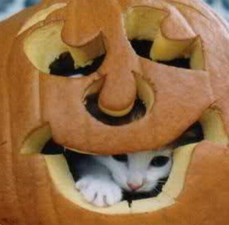 Кошки в тыквах (10 фото) Кошки в тыквах (10 фото)
