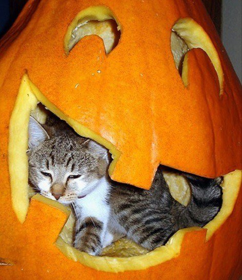 Кошки в тыквах (10 фото) Кошки в тыквах (10 фото)