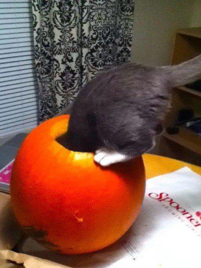Кошки в тыквах (10 фото) Кошки в тыквах (10 фото)