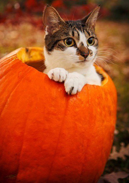 Кошки в тыквах (10 фото) Кошки в тыквах (10 фото)
