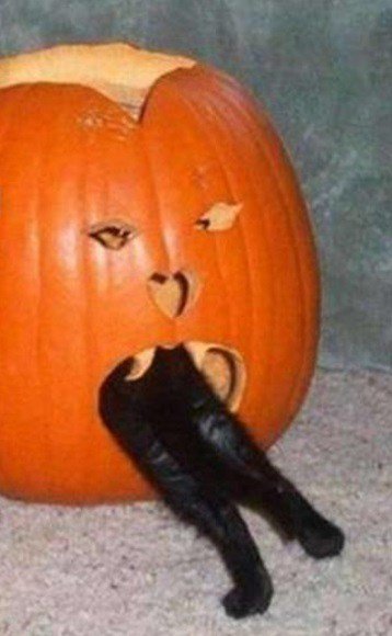 Кошки в тыквах (10 фото) Кошки в тыквах (10 фото)