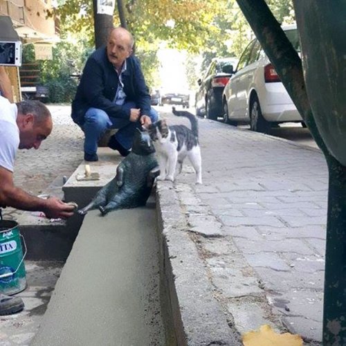 Знаменитому стамбульскому коту установили памятник (7 фото)