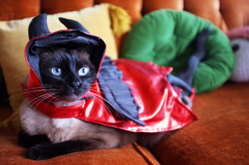 Забавные кошки в хэллоуинских костюмах (23 фото)
