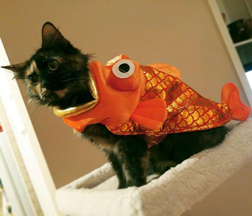 Забавные кошки в хэллоуинских костюмах (23 фото)