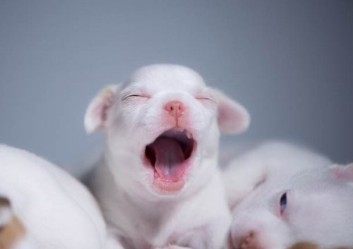 Прелестные щенки, которые вызовут вашу улыбку (25 фото)