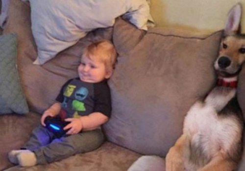 Забавные собаки, копирующие детей (10 фото) Забавные собаки, копирующие детей (10 фото)