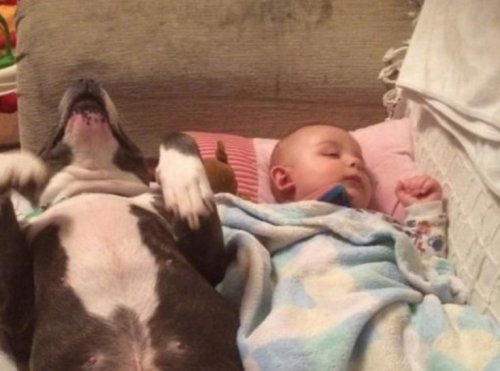 Забавные собаки, копирующие детей (10 фото) Забавные собаки, копирующие детей (10 фото)