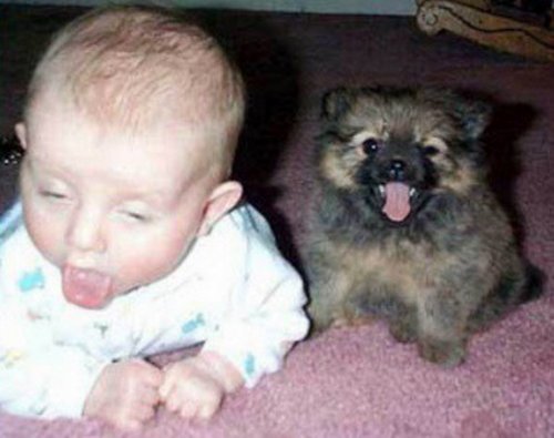 Забавные собаки, копирующие детей (10 фото) Забавные собаки, копирующие детей (10 фото)