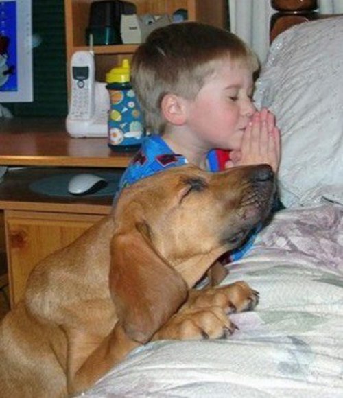 Забавные собаки, копирующие детей (10 фото) Забавные собаки, копирующие детей (10 фото)