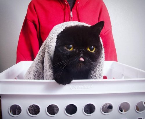 Многоликий кот Уиллоу (7 фото) Многоликий кот Уиллоу (7 фото)