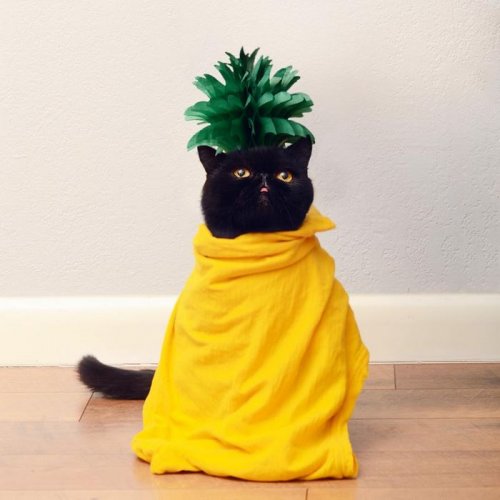 Многоликий кот Уиллоу (7 фото) Многоликий кот Уиллоу (7 фото)