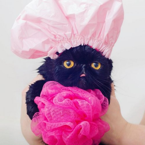 Многоликий кот Уиллоу (7 фото) Многоликий кот Уиллоу (7 фото)